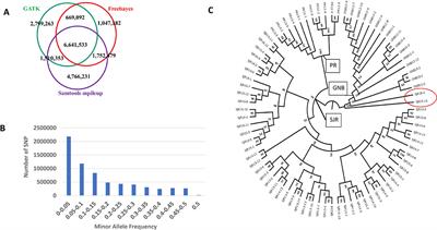 A New Single Nucleotide Polymorphism Database for North American Atlantic Salmon Generated Through Whole Genome Resequencing